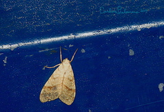 Lophocampa annulosa