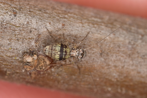 Mesopsocus unipunctatus photo 4