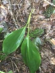 Convallaria pseudomajalis
