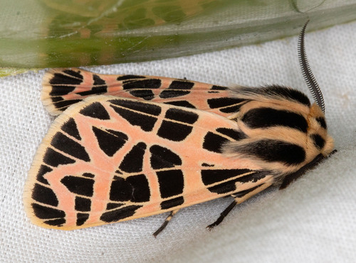 iNaturalist observation photo of Ornate Tiger Moth