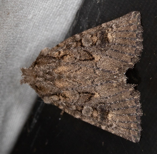 iNaturalist observation photo of Aseptis