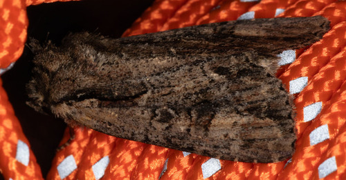 iNaturalist observation photo of Cutworms and Dart Moths