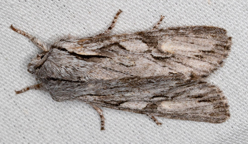 iNaturalist observation photo of Egira crucialis