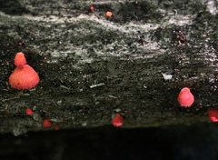 Crepidotus cinnabarinus