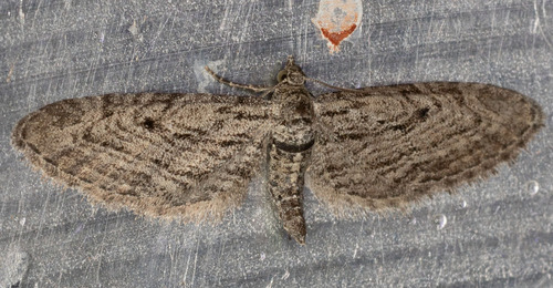iNaturalist observation photo of Pug Moths