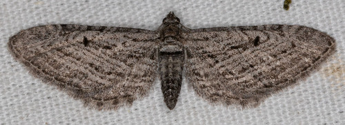 iNaturalist observation photo of Pug Moths