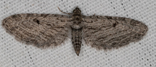 iNaturalist observation photo of Pug Moths