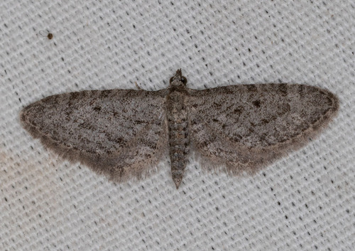 iNaturalist observation photo of Pug Moths