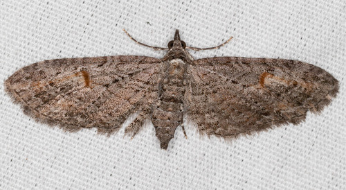 iNaturalist observation photo of Graef’s Pug