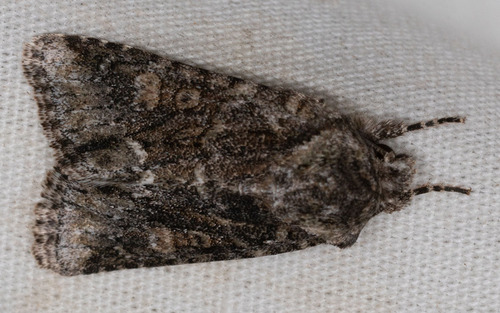 iNaturalist observation photo of Lacinipolia