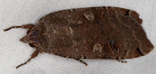 iNaturalist observation photo of Large Yellow Underwing