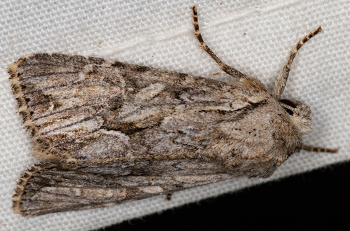 iNaturalist observation photo of Apamea cinefacta