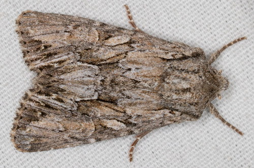 iNaturalist observation photo of Apamea cinefacta