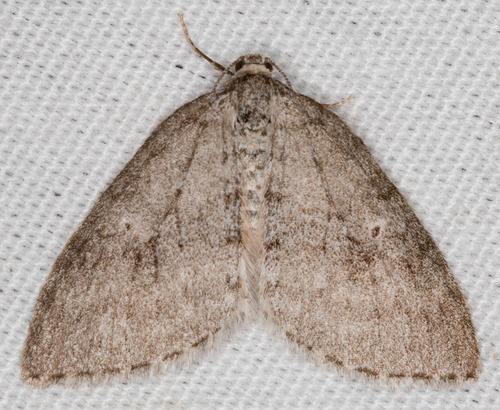 iNaturalist observation photo of Nomenia