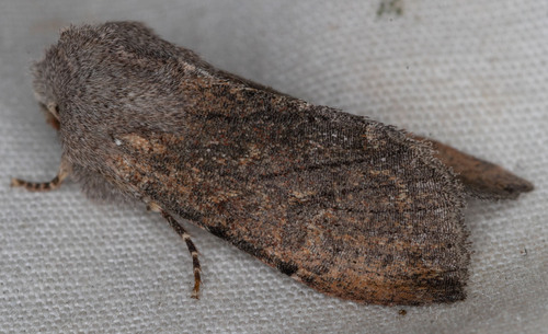 iNaturalist observation photo of Orthosia erythrolita