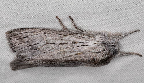 iNaturalist observation photo of Cutworm Moths and Allies
