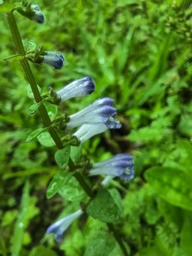 Scutellaria barbata (Scutellaria barbata)