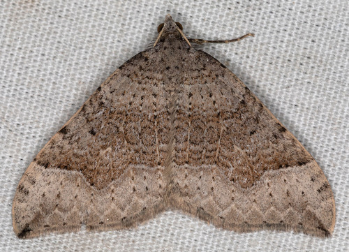 iNaturalist observation photo of Zenophleps lignicolorata