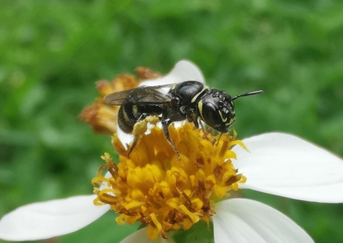 Foto von Ceratina sutepensis
