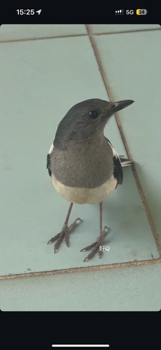 Oriental Magpie-Robin