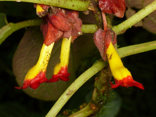 Glossoloma tetragonoides