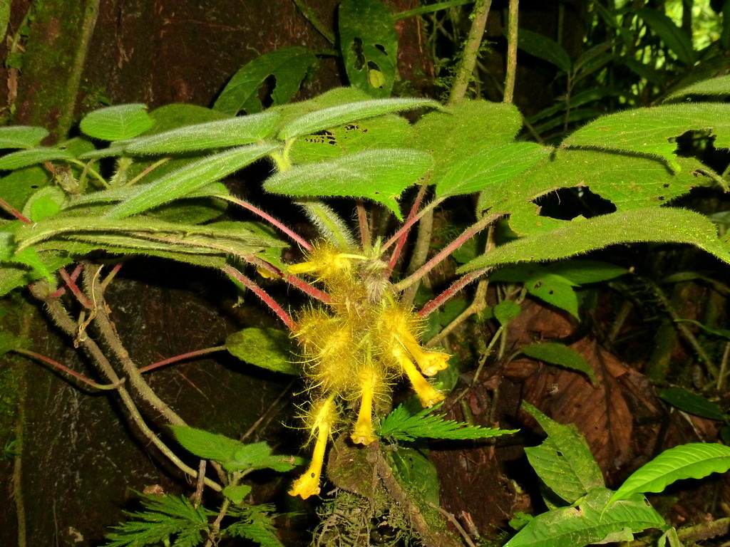 Glossoloma