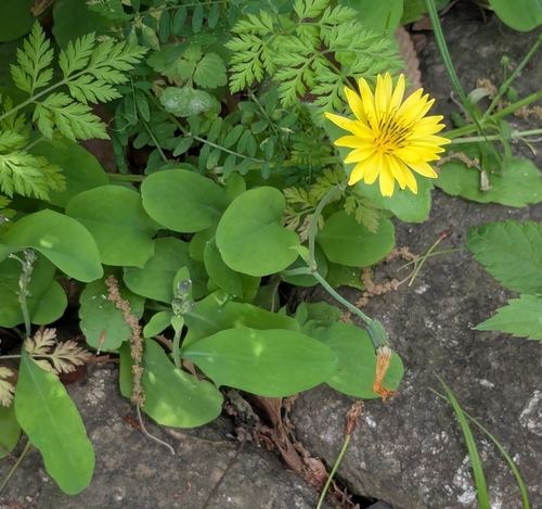 Image of Ixeris japonica by (c) mami_t_t, some rights reserved (CC BY)