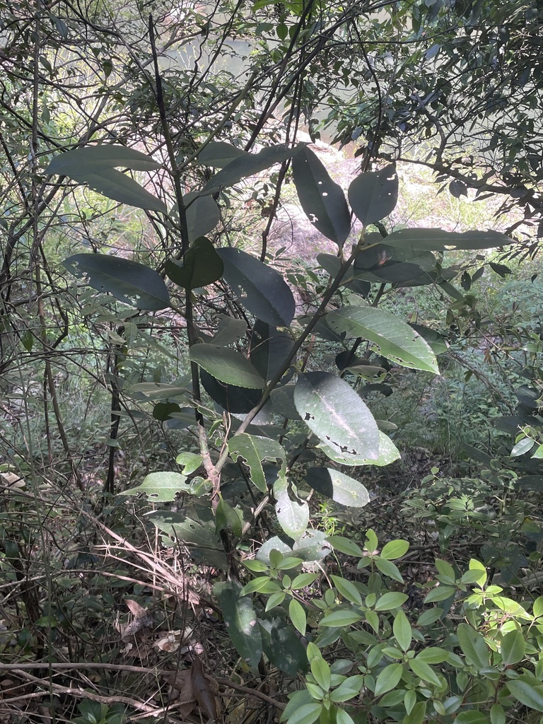 Foto de Chá-de-macaco