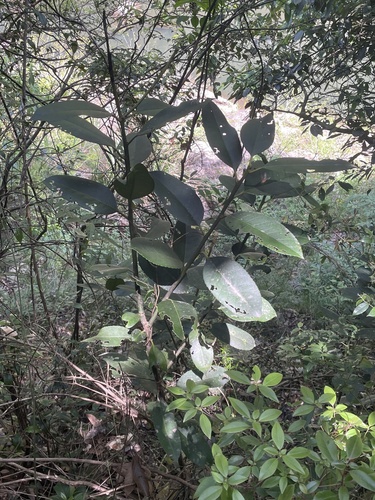 Chá-de-macaco
