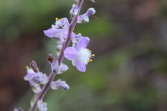 Thyrsanthemum floribundum