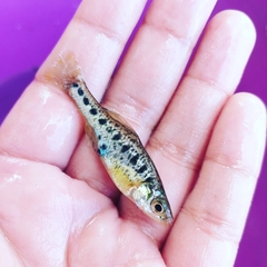 Chapalichthys encaustus