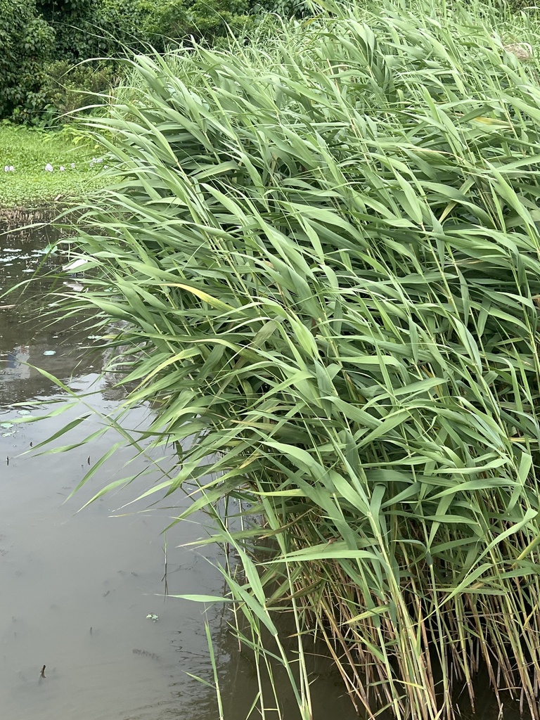Japanese River Reed common reed from Dangzai Dao, 氹仔, MO on April 26, 2025 at 03:14 PM by ...
