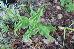 Thyrsanthemum floribundum