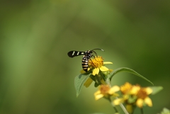Syntomeida melanthus