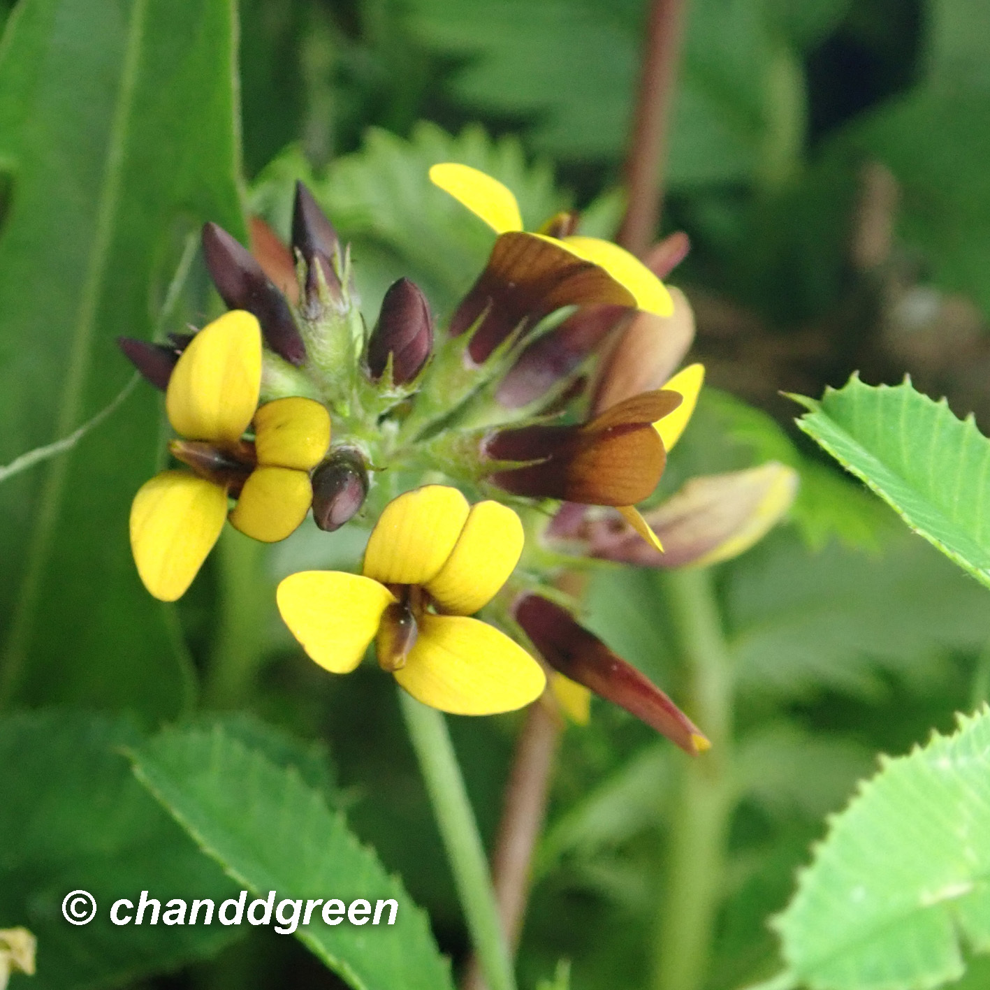 Medicago ruthenica