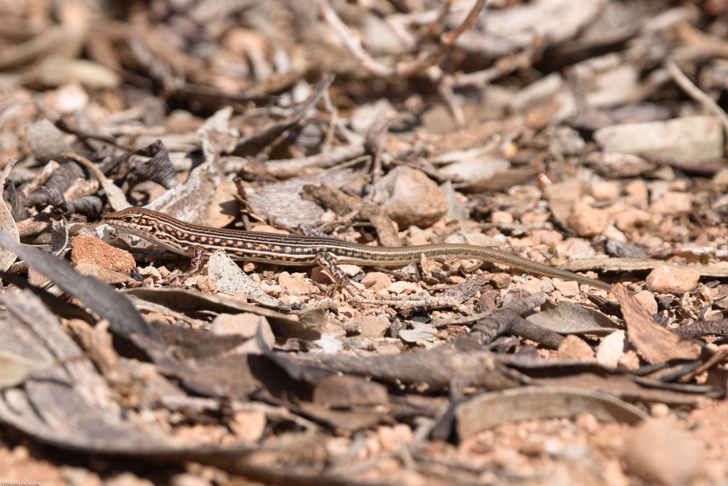 Barred Wedge-snout Ctenotus