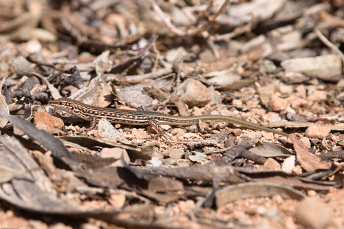 Barred Wedge-snout Ctenotus