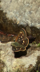 Piruna polingii