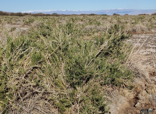 arrowweed