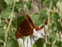 Speyeria coronis carolae