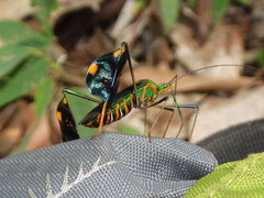 Diactor bilineatus