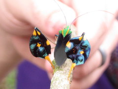 Diactor bilineatus