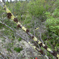 Tuckermanopsis sepincola