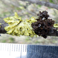 Tuckermanopsis sepincola