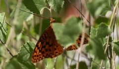 Speyeria coronis carolae
