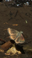Piruna pirus