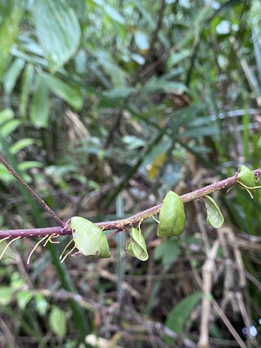 Phyllanthus cochinchinensis iNat (2)