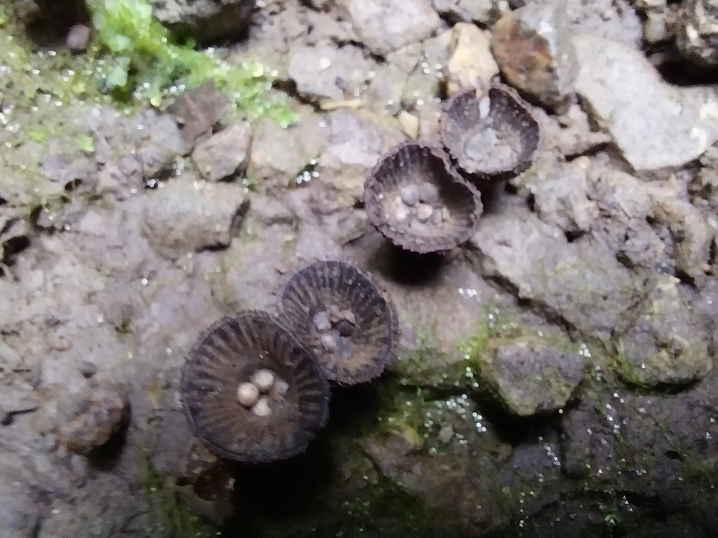 Cyathus striatus · April 2025 · photo: © kiwialli (iNaturalist, cc-by)