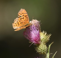 Speyeria coronis carolae