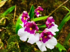 Caucaea